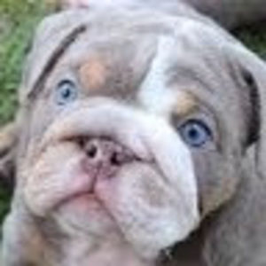 Meet your Posher, Lee and nora